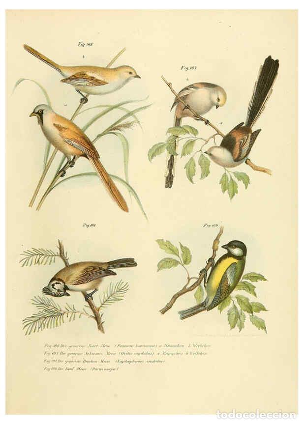 Collection Magazines and Newspapers: Reproducci&oacute;n/Reproduction 6005179449: Bilder-atlas zur Wissenschaftlich-popul&auml;ren Naturgeschichte de