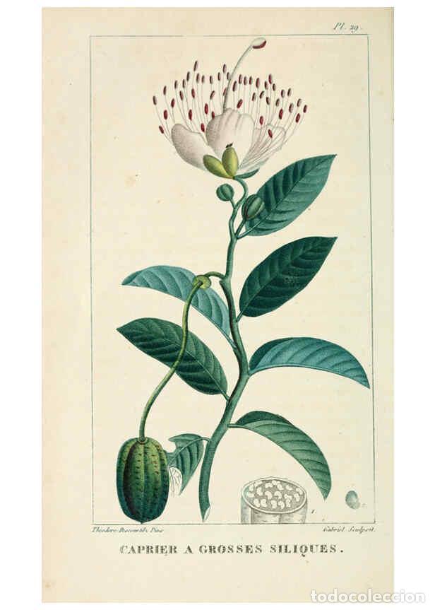 Collection Magazines and Newspapers: Reproducci&oacute;n/Reproduction 6004849649: Flore pittoresque et m&eacute;dicale des Antilles v.1 Paris Pichard,1