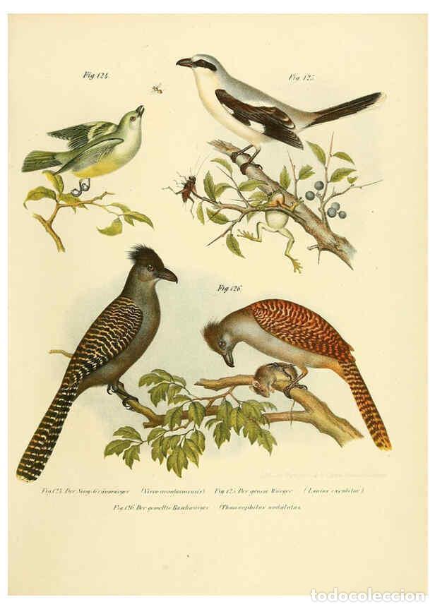 Collection Magazines and Newspapers: Reproducci&oacute;n/Reproduction 6005725682: Bilder-atlas zur Wissenschaftlich-popul&auml;ren Naturgeschichte de