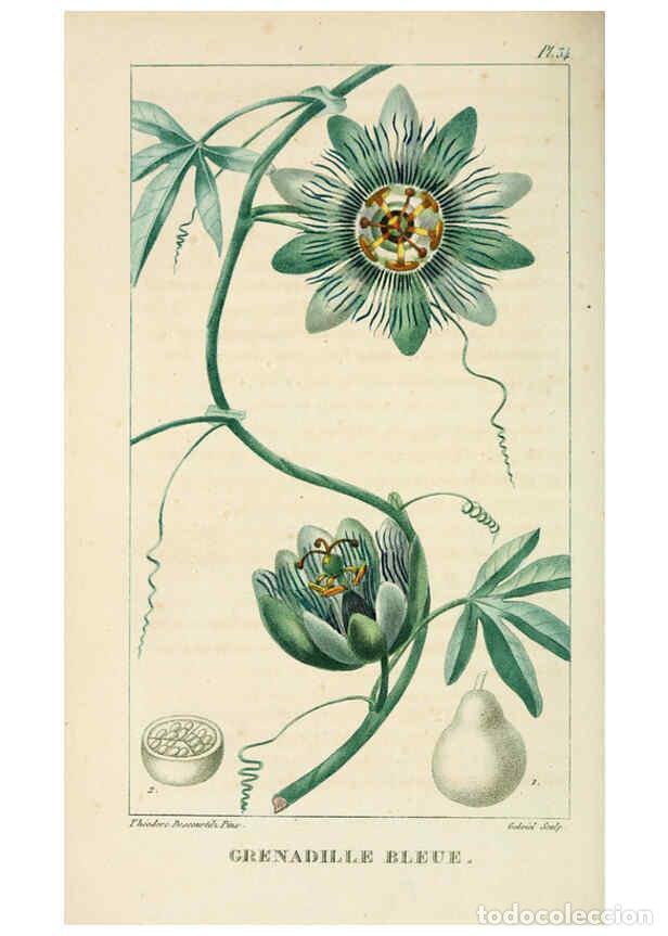 Collection Magazines and Newspapers: Reproducci&oacute;n/Reproduction 6004850755: Flore pittoresque et m&eacute;dicale des Antilles v.1 Paris Pichard,1