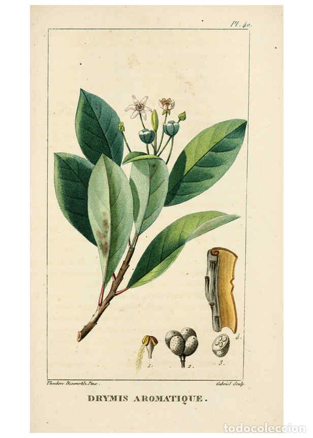 Collection Magazines and Newspapers: Reproducci&oacute;n/Reproduction 6004852429: Flore pittoresque et m&eacute;dicale des Antilles v.1 Paris Pichard,1