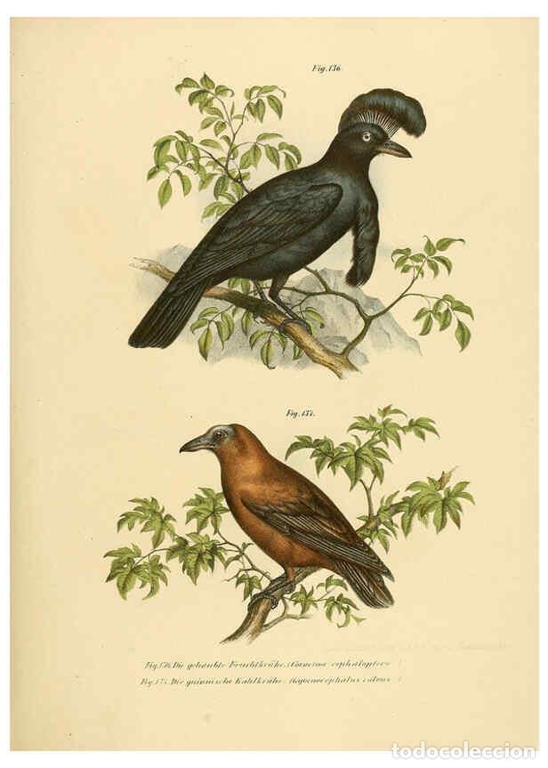 Collection Magazines and Newspapers: Reproducci&oacute;n/Reproduction 6005213857: Bilder-atlas zur Wissenschaftlich-popul&auml;ren Naturgeschichte de