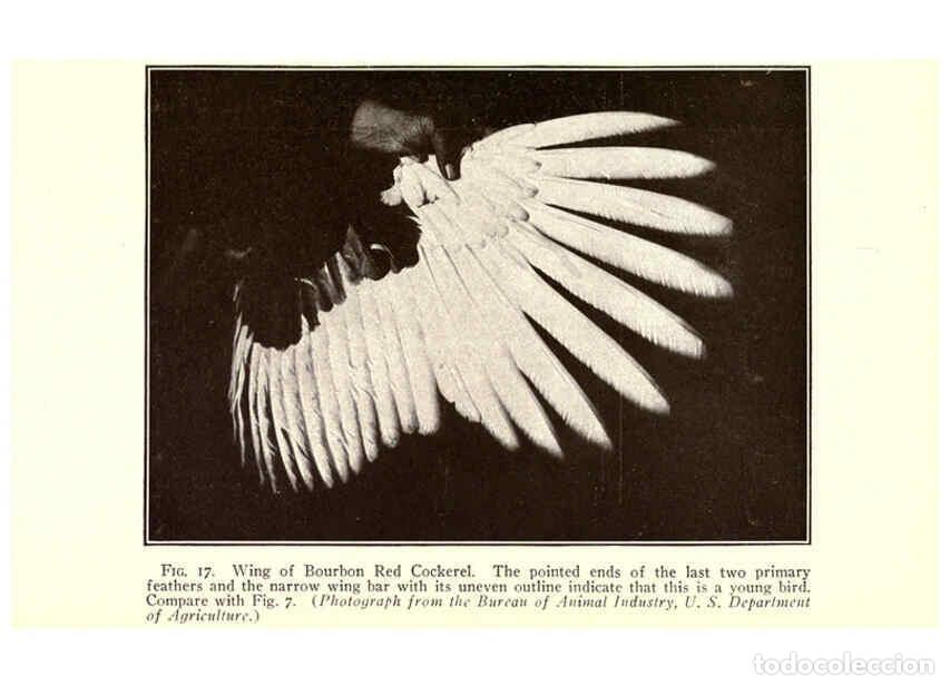 Collection Magazines and Newspapers: Reproducci&oacute;n/Reproduction 6005504318: Turkey raising New York,Orange Judd publishing company; [etc.,