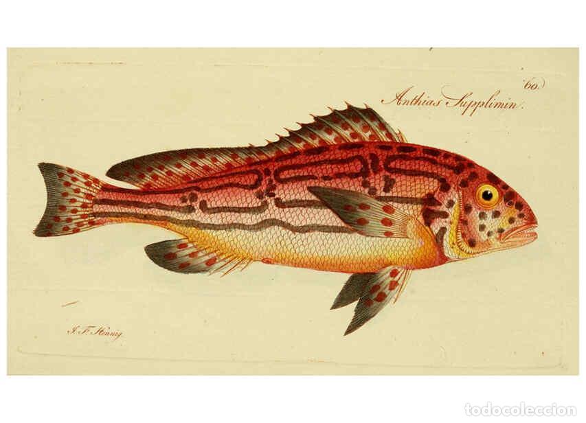 Collezionismo di Riviste e Giornali: Reproducci&oacute;n/Reproduction 6005483297: M.E. Blochii ... Systema ichthyologiae iconibus CX illustratum