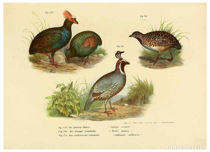 Collezionismo di Riviste e Giornali: Reproducci&oacute;n/Reproduction 6005771018: Bilder-atlas zur Wissenschaftlich-popul&auml;ren Naturgeschichte de