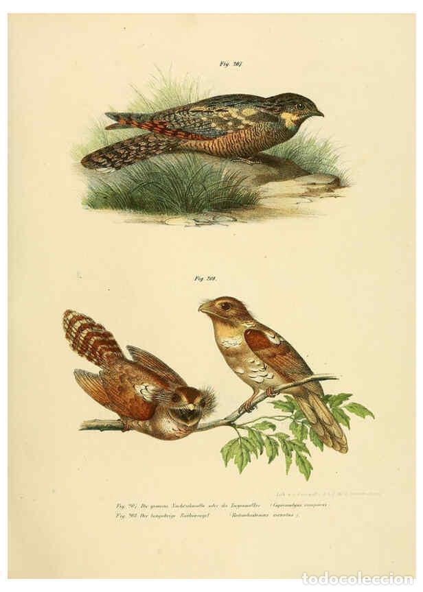 Collezionismo di Riviste e Giornali: Reproducci&oacute;n/Reproduction 6005765010: Bilder-atlas zur Wissenschaftlich-popul&auml;ren Naturgeschichte de