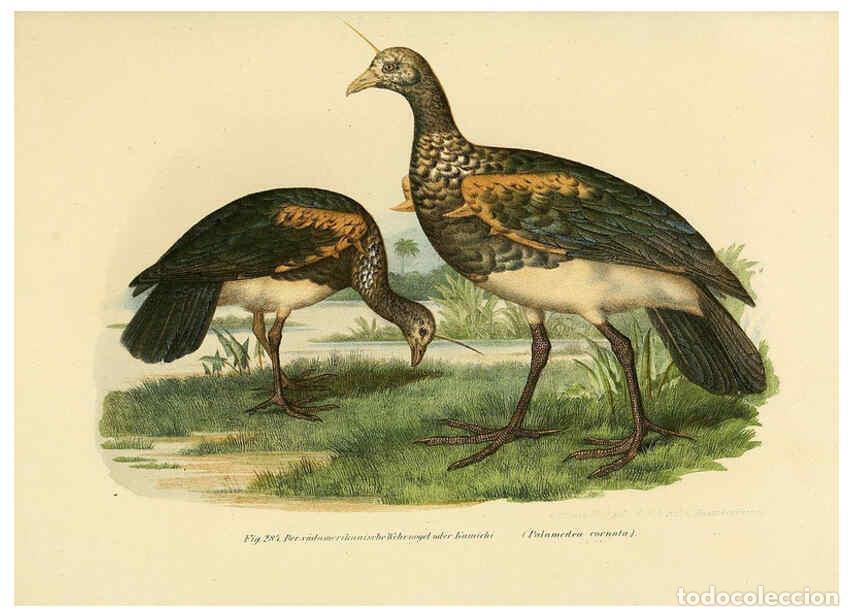 Collezionismo di Riviste e Giornali: Reproducci&oacute;n/Reproduction 6005778552: Bilder-atlas zur Wissenschaftlich-popul&auml;ren Naturgeschichte de