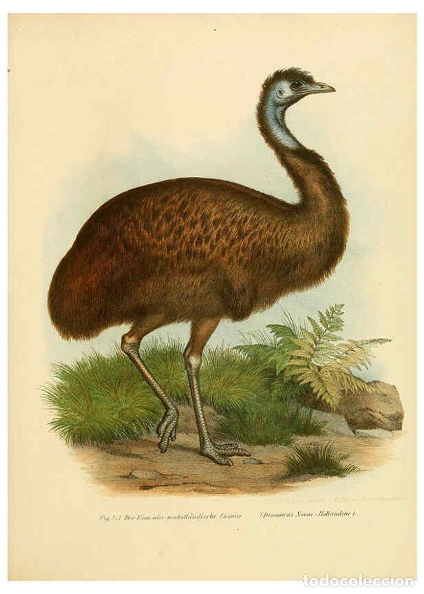 Collezionismo di Riviste e Giornali: Reproducci&oacute;n/Reproduction 6005228629: Bilder-atlas zur Wissenschaftlich-popul&auml;ren Naturgeschichte de