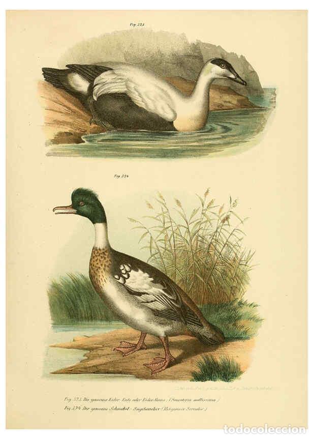 Collezionismo di Riviste e Giornali: Reproducci&oacute;n/Reproduction 6005786120: Bilder-atlas zur Wissenschaftlich-popul&auml;ren Naturgeschichte de