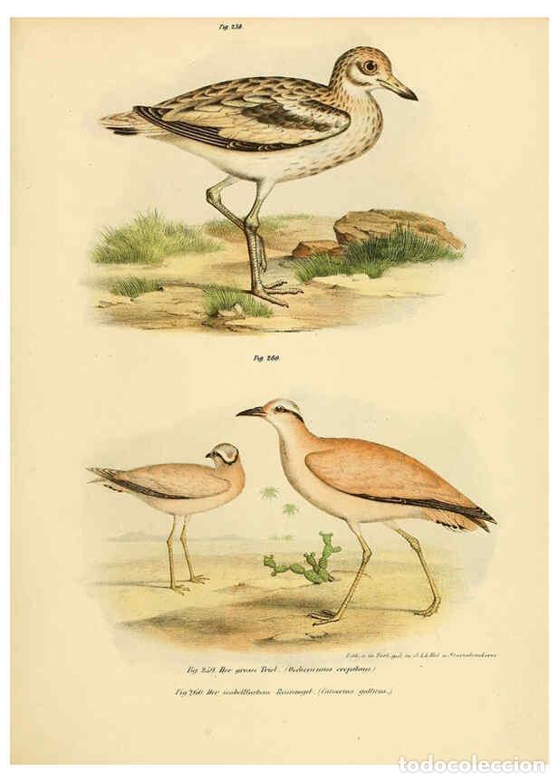 Collezionismo di Riviste e Giornali: Reproducci&oacute;n/Reproduction 6005229965: Bilder-atlas zur Wissenschaftlich-popul&auml;ren Naturgeschichte de