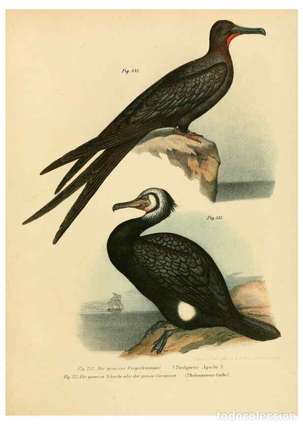 Collezionismo di Riviste e Giornali: Reproducci&oacute;n/Reproduction 6005243371: Bilder-atlas zur Wissenschaftlich-popul&auml;ren Naturgeschichte de