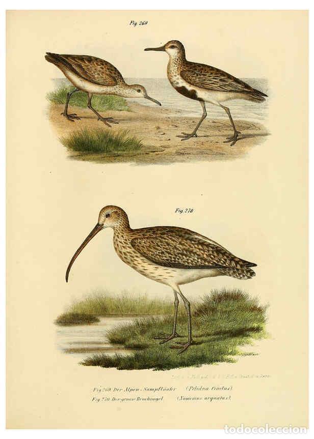 Collezionismo di Riviste e Giornali: Reproducci&oacute;n/Reproduction 6005231611: Bilder-atlas zur Wissenschaftlich-popul&auml;ren Naturgeschichte de