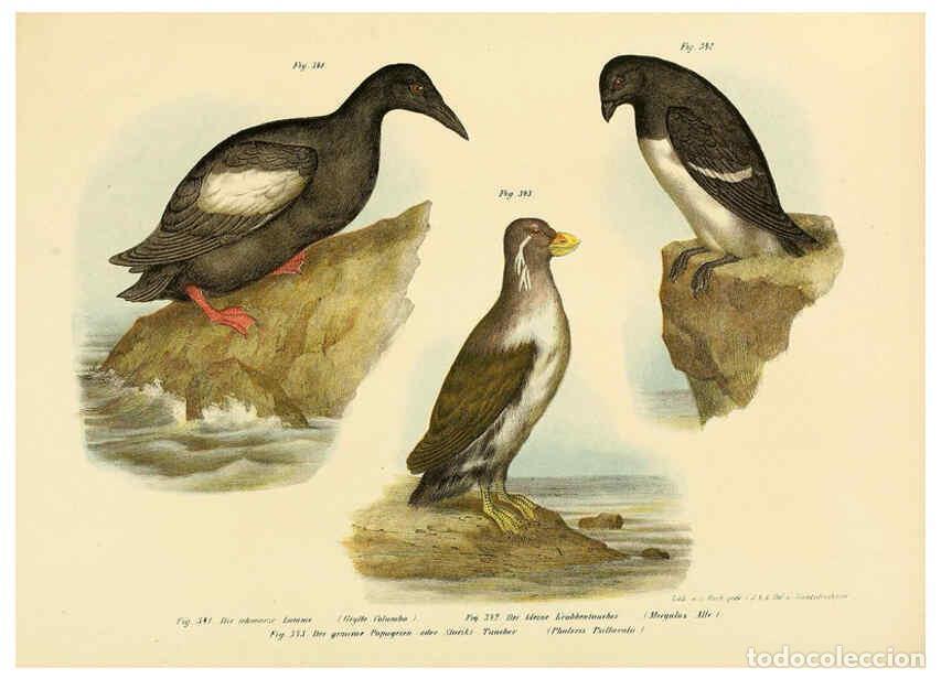 Collezionismo di Riviste e Giornali: Reproducci&oacute;n/Reproduction 6005789228: Bilder-atlas zur Wissenschaftlich-popul&auml;ren Naturgeschichte de