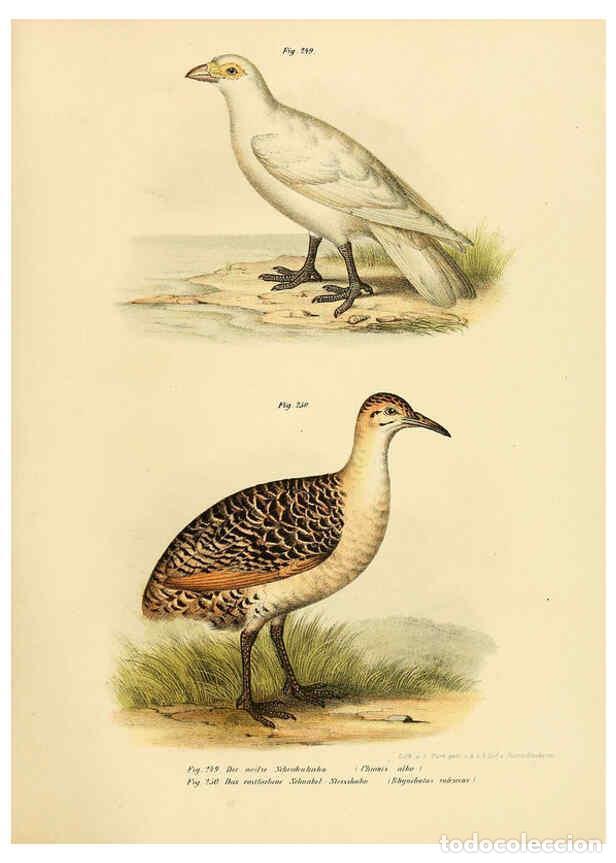 Collezionismo di Riviste e Giornali: Reproducci&oacute;n/Reproduction 6005772384: Bilder-atlas zur Wissenschaftlich-popul&auml;ren Naturgeschichte de