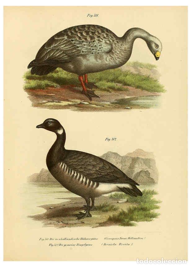 Collezionismo di Riviste e Giornali: Reproducci&oacute;n/Reproduction 6005784134: Bilder-atlas zur Wissenschaftlich-popul&auml;ren Naturgeschichte de