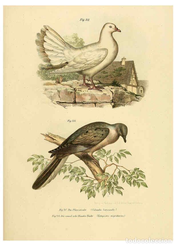 Collezionismo di Riviste e Giornali: Reproducci&oacute;n/Reproduction 6005765646: Bilder-atlas zur Wissenschaftlich-popul&auml;ren Naturgeschichte de