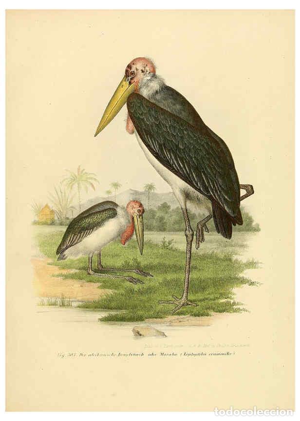 Collezionismo di Riviste e Giornali: Reproducci&oacute;n/Reproduction 6005237881: Bilder-atlas zur Wissenschaftlich-popul&auml;ren Naturgeschichte de