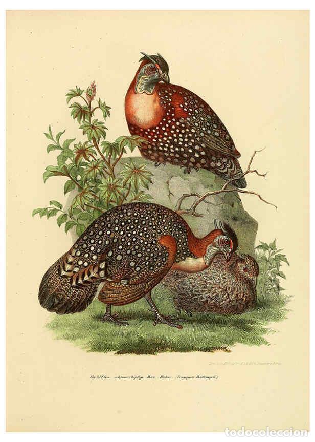 Collezionismo di Riviste e Giornali: Reproducci&oacute;n/Reproduction 6005769876: Bilder-atlas zur Wissenschaftlich-popul&auml;ren Naturgeschichte de