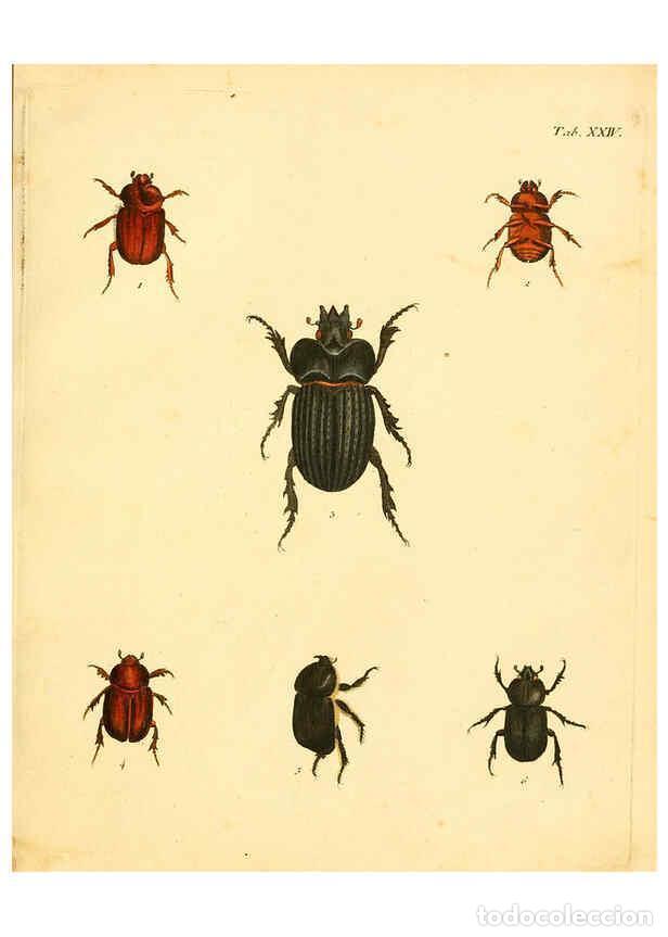 Collezionismo di Riviste e Giornali: Reproducci&oacute;n/Reproduction 6008784138: Abbildungen zu Karl Illiger's Uebersetzung von Olivier's Entom