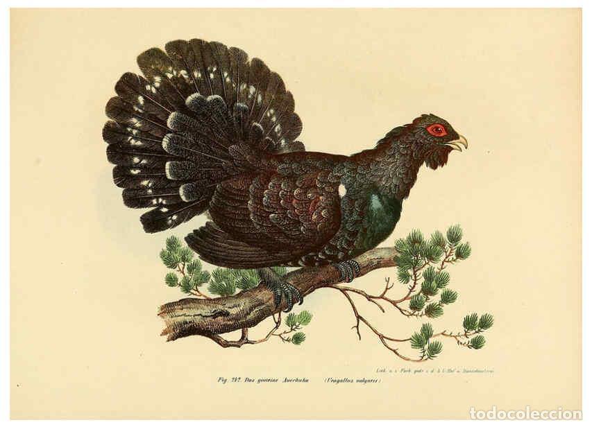 Collezionismo di Riviste e Giornali: Reproducci&oacute;n/Reproduction 6005771244: Bilder-atlas zur Wissenschaftlich-popul&auml;ren Naturgeschichte de