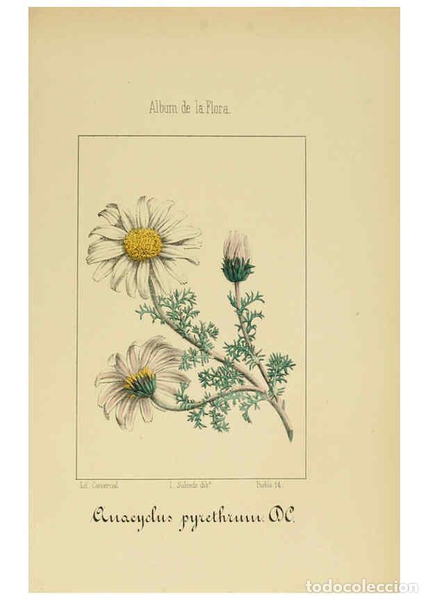 Collezionismo di Riviste e Giornali: Reproducci&oacute;n/Reproduction 6011791517: Album de la flora m&eacute;dico-farmac&eacute;utica &eacute; industrial, ind&iacute;gena y