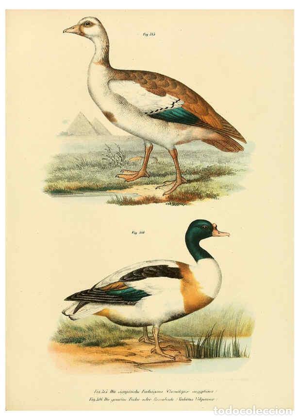 Collezionismo di Riviste e Giornali: Reproducci&oacute;n/Reproduction 6005240329: Bilder-atlas zur Wissenschaftlich-popul&auml;ren Naturgeschichte de