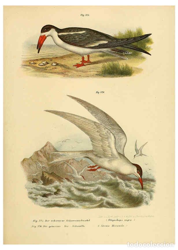 Collezionismo di Riviste e Giornali: Reproducci&oacute;n/Reproduction 6005242045: Bilder-atlas zur Wissenschaftlich-popul&auml;ren Naturgeschichte de