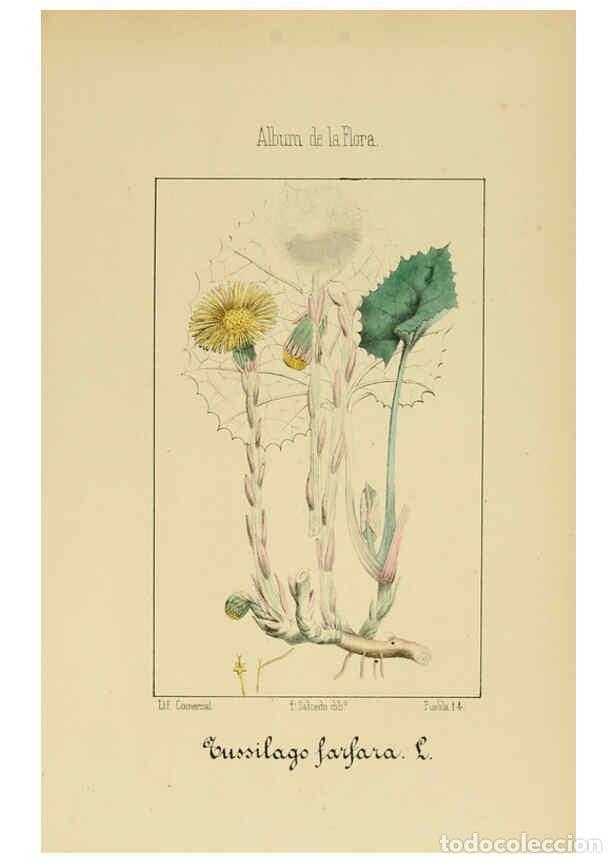 Collezionismo di Riviste e Giornali: Reproducci&oacute;n/Reproduction 6011794241: Album de la flora m&eacute;dico-farmac&eacute;utica &eacute; industrial, ind&iacute;gena y