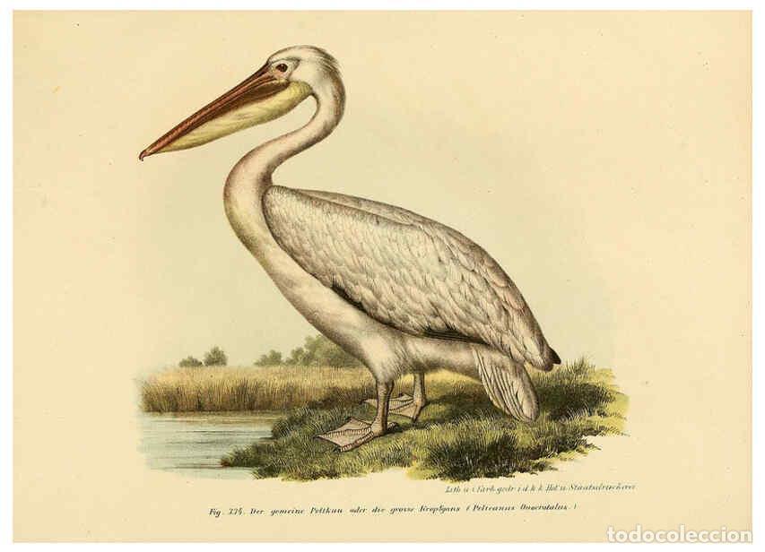 Collezionismo di Riviste e Giornali: Reproducci&oacute;n/Reproduction 6005243737: Bilder-atlas zur Wissenschaftlich-popul&auml;ren Naturgeschichte de