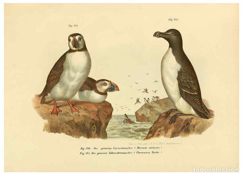 Collezionismo di Riviste e Giornali: Reproducci&oacute;n/Reproduction 6005245003: Bilder-atlas zur Wissenschaftlich-popul&auml;ren Naturgeschichte de