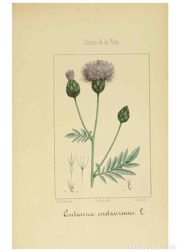 Collezionismo di Riviste e Giornali: Reproducci&oacute;n/Reproduction 6011790707: Album de la flora m&eacute;dico-farmac&eacute;utica &eacute; industrial, ind&iacute;gena y