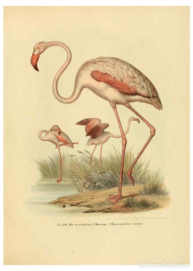 Collezionismo di Riviste e Giornali: Reproducci&oacute;n/Reproduction 6005783394: Bilder-atlas zur Wissenschaftlich-popul&auml;ren Naturgeschichte de