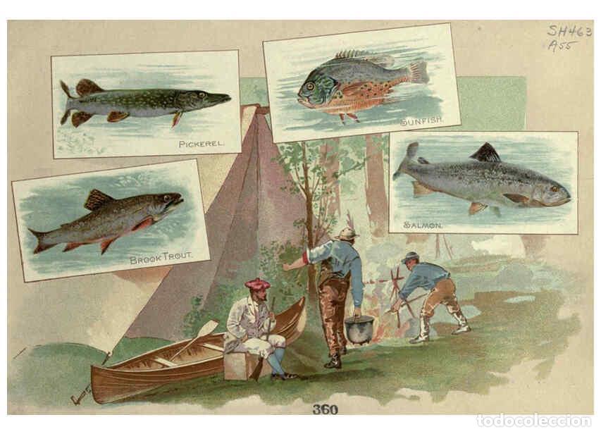 Coleccionismo de Revistas y Peri&oacute;dicos: Reproducci&oacute;n/Reproduction 6012467056: 50 fish from American waters Richmond, Va. :Allen & Ginter,[18