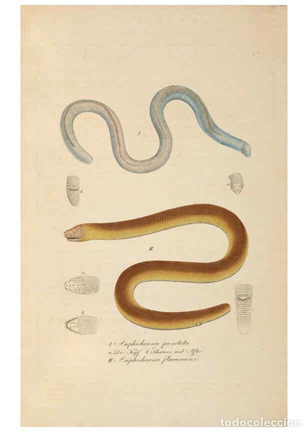 Coleccionismo de Revistas y Peri&oacute;dicos: Reproducci&oacute;n/Reproduction 6012416960: Abbildungen zur Naturgeschichte Brasiliens Weimar :im Verlage