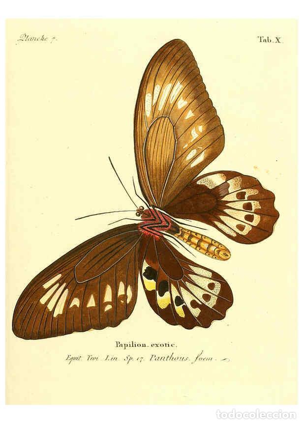 Coleccionismo de Revistas y Peri&oacute;dicos: Reproducci&oacute;n/Reproduction 6011987789: Die ausl&auml;ndischen Schmetterlinge in Abbildungen nach der Natur