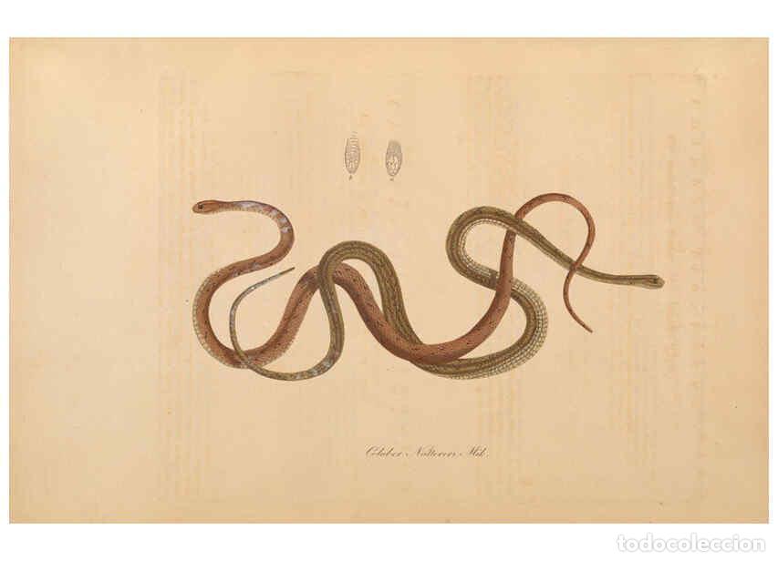 Coleccionismo de Revistas y Peri&oacute;dicos: Reproducci&oacute;n/Reproduction 6012419040: Abbildungen zur Naturgeschichte Brasiliens Weimar :im Verlage