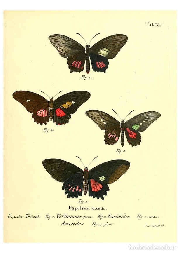 Coleccionismo de Revistas y Peri&oacute;dicos: Reproducci&oacute;n/Reproduction 6011990033: Die ausl&auml;ndischen Schmetterlinge in Abbildungen nach der Natur