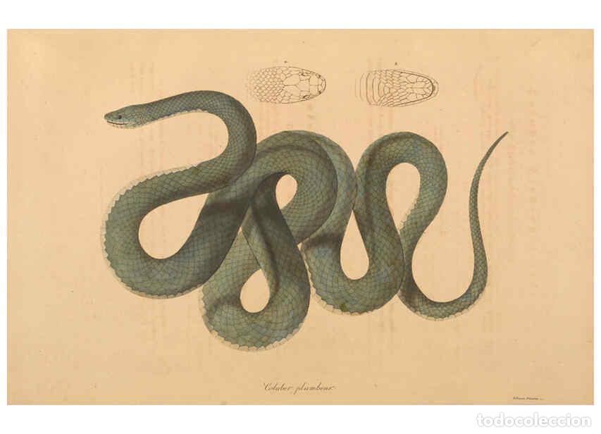 Coleccionismo de Revistas y Peri&oacute;dicos: Reproducci&oacute;n/Reproduction 6011873633: Abbildungen zur Naturgeschichte Brasiliens Weimar :im Verlage