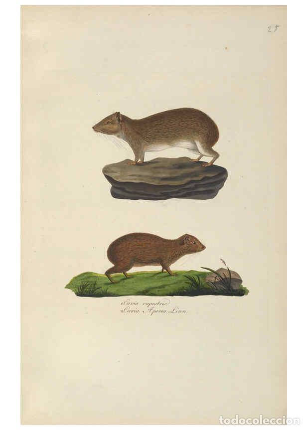 Coleccionismo de Revistas y Peri&oacute;dicos: Reproducci&oacute;n/Reproduction 6012408170: Abbildungen zur Naturgeschichte Brasiliens Weimar :im Verlage