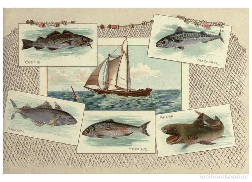 Coleccionismo de Revistas y Peri&oacute;dicos: Reproducci&oacute;n/Reproduction 6012467920: 50 fish from American waters Richmond, Va. :Allen & Ginter,[18