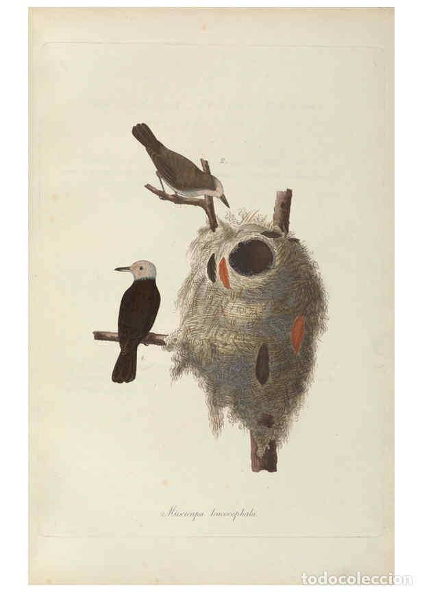 Coleccionismo de Revistas y Peri&oacute;dicos: Reproducci&oacute;n/Reproduction 6011862809: Abbildungen zur Naturgeschichte Brasiliens Weimar :im Verlage