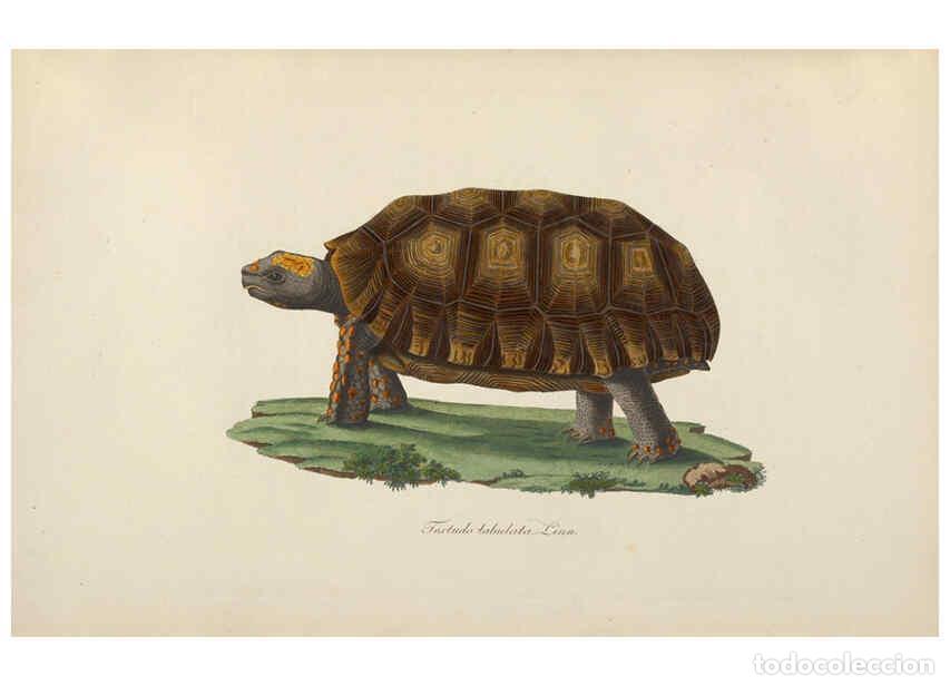 Coleccionismo de Revistas y Peri&oacute;dicos: Reproducci&oacute;n/Reproduction 6011864463: Abbildungen zur Naturgeschichte Brasiliens Weimar :im Verlage