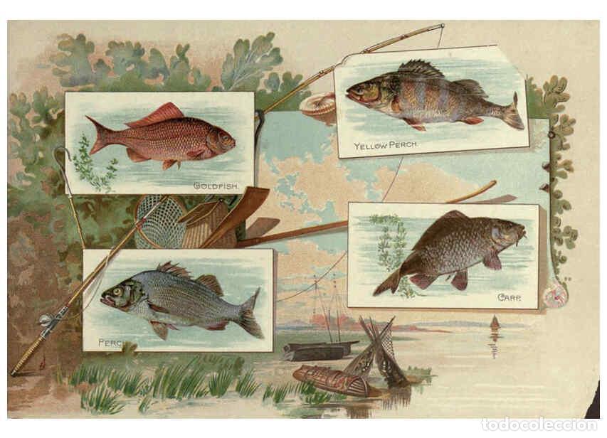 Coleccionismo de Revistas y Peri&oacute;dicos: Reproducci&oacute;n/Reproduction 6011921473: 50 fish from American waters Richmond, Va. :Allen & Ginter,[18