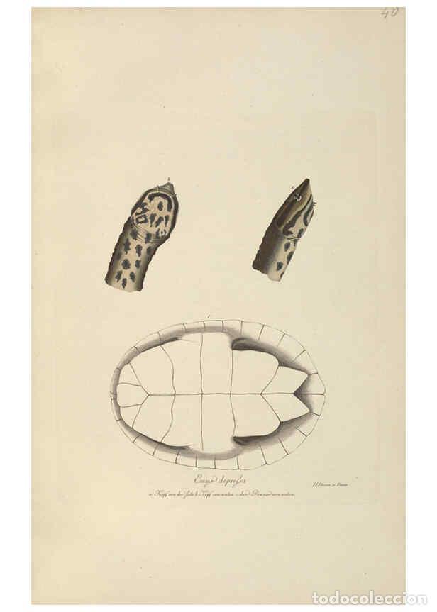 Coleccionismo de Revistas y Peri&oacute;dicos: Reproducci&oacute;n/Reproduction 6011866089: Abbildungen zur Naturgeschichte Brasiliens Weimar :im Verlage