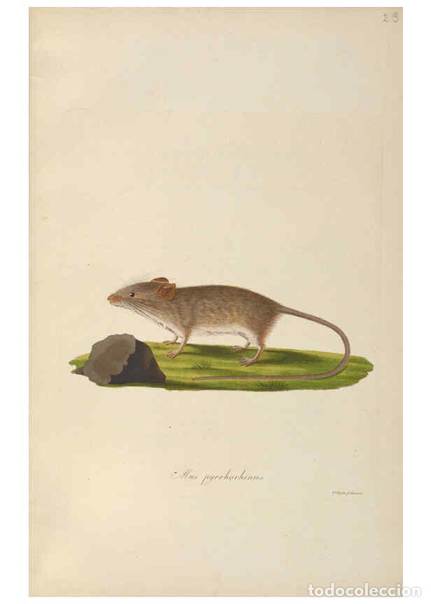 Coleccionismo de Revistas y Peri&oacute;dicos: Reproducci&oacute;n/Reproduction 6011860805: Abbildungen zur Naturgeschichte Brasiliens Weimar :im Verlage