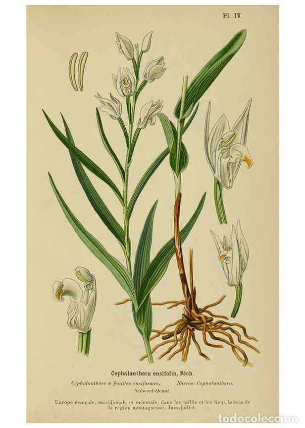 Coleccionismo de Revistas y Peri&oacute;dicos: Reproducci&oacute;n/Reproduction 6012440134: Album des orchid&eacute;es de l'Europe centrale et septentrionale Gen