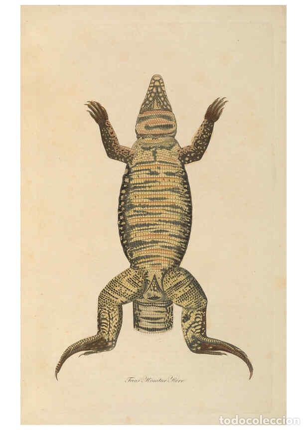 Coleccionismo de Revistas y Peri&oacute;dicos: Reproducci&oacute;n/Reproduction 6011868613: Abbildungen zur Naturgeschichte Brasiliens Weimar :im Verlage