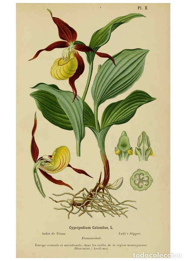 Coleccionismo de Revistas y Peri&oacute;dicos: Reproducci&oacute;n/Reproduction 6012446650: Album des orchid&eacute;es de l'Europe centrale et septentrionale Gen