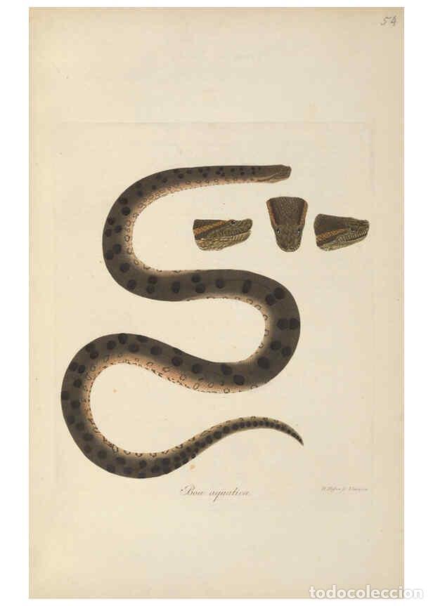 Coleccionismo de Revistas y Peri&oacute;dicos: Reproducci&oacute;n/Reproduction 6011870441: Abbildungen zur Naturgeschichte Brasiliens Weimar :im Verlage