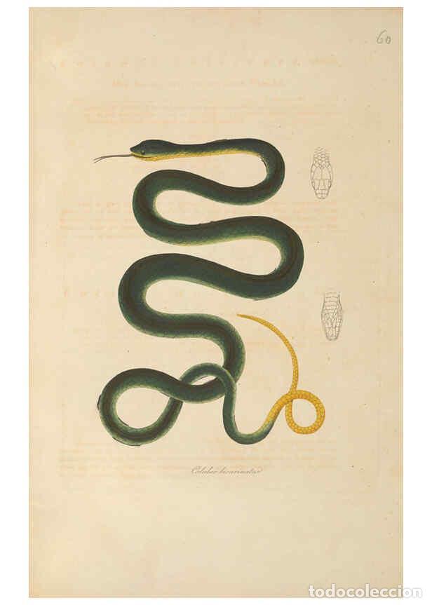 Coleccionismo de Revistas y Peri&oacute;dicos: Reproducci&oacute;n/Reproduction 6011872185: Abbildungen zur Naturgeschichte Brasiliens Weimar :im Verlage